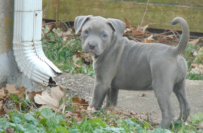 well Socialize American Pitt Bull Terrier Image eClassifieds4u