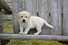 Affectionate Labrador Retriever Puppies For Good Homes