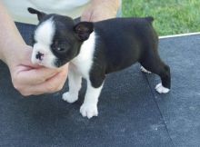 Available Boston Terrier male and Female puppie
