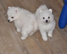 Available Male and Female Japanese Spitz Puppies
