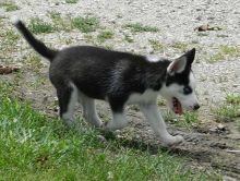 lovely Male and Female Siberian Husky puppies