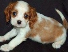 Stunning Male and female Cavalier King Charles Puppies.