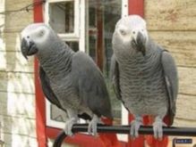 African Grey Parrots