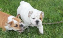 Akc reg English Bulldog puppies