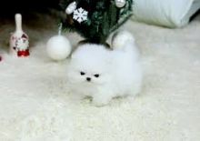 Amazing Toy Pomeranian Puppies for Good Homes