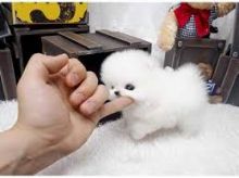Angelic Teacup Pomeranian Puppies For Adoption via (252) 678-5431