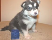 Available Male and Female Alaskan Malamute Puppies for Good Homes