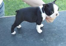 Beautiful Boston Terrier Puppies Now Available