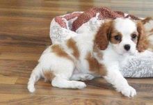 Lovely Male and female Cavalier King Charles Puppies Now Ready