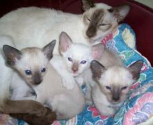 Siamese kittens