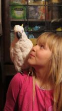 Very Friendly atoo Parrots for Sale