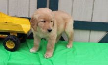 Well Socialize C.K.C Male & Female Golden Retriever Puppies Now Ready