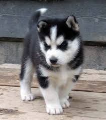 Adorable Siberian Husky Pups For Sale (208) 682-7460 Image eClassifieds4u