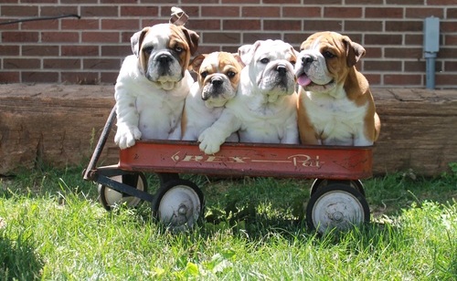 Akc reg English Bulldog puppies Image eClassifieds4u