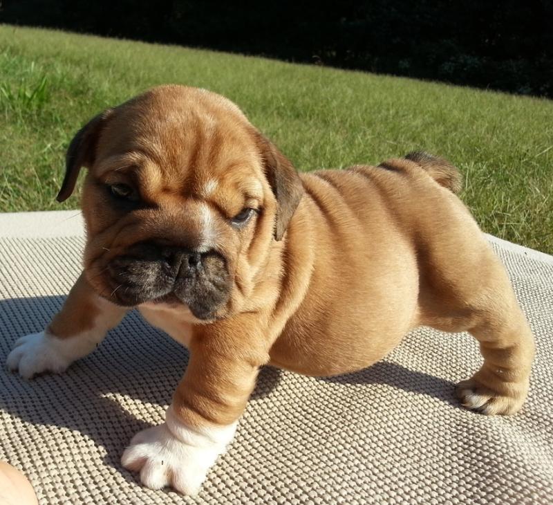 Amazing and friendly English bulldog puppies Image eClassifieds4u