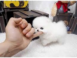 Cute, Cuddly Pomeranian Puppies available for new homes. Image eClassifieds4u