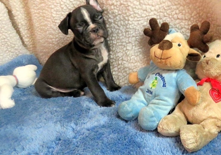 Lovely Male/Female French Bulldog Puppies For A Good Home Image eClassifieds4u