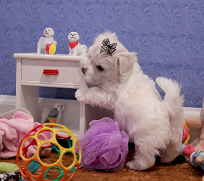 htrfhthth Jack Russell Terrier Puppies nw Image eClassifieds4u