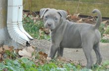 well Socialize American Pitt Bull Terrier Image eClassifieds4U