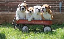 Akc reg English Bulldog puppies Image eClassifieds4u 2