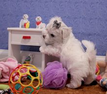 htrfhthth Jack Russell Terrier Puppies nw Image eClassifieds4u 2