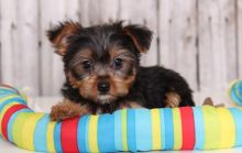 well Socialize Yorkshire Terrier puppies Male and Female Now Ready Image eClassifieds4U