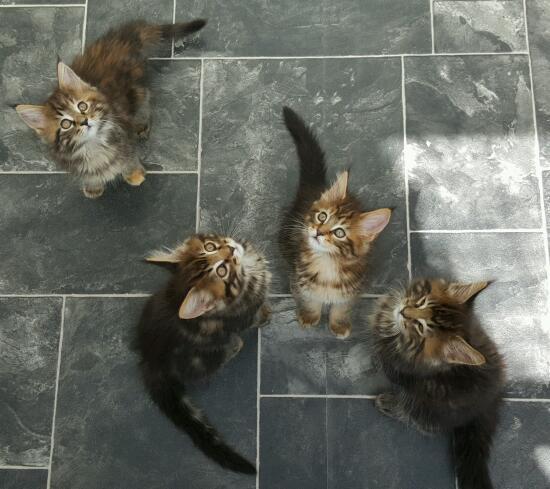 Maine Coon Kittens Image eClassifieds4u