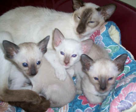 Siamese kittens Image eClassifieds4u