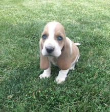 Adorable French Bulldog puppies male and Female