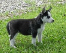 lovely Male and Female Siberian Husky puppies