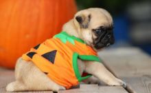 Pug Puppies For Adoption