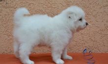 Samoyed Puppies For Adoption