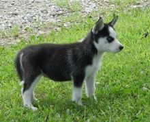 Up To Date Siberian Husky Puppies Ready For Re-Homing