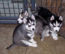 beautiful 12 week male Siberian husky puppy