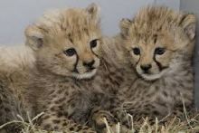 cheetah cubs for sale