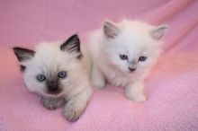 Cute and Healthy Ragdoll kittens Available(406)962 7575