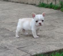 French Bulldog ready to go