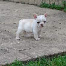 Good French Bulldog Puppies