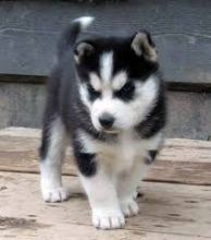 male and female Husky Puppies looking for a new home for adoption text at (208) 682-7460