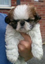 Shih tzu puppies available.