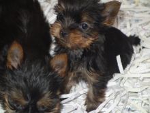 Sweetest Little CKC Toy yorkie pups