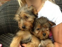 Teacup Yorkie AKC registered