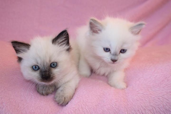 Cute and Healthy Ragdoll kittens Available(406)962 7575 Image eClassifieds4u