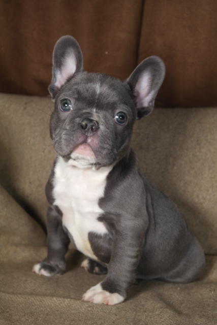 fawan French Bulldog puppies available Image eClassifieds4u