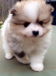 Female Pomeranian Puppy for Adoption Image eClassifieds4u