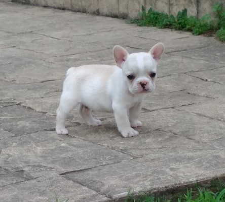 French Bulldog ready to go Image eClassifieds4u
