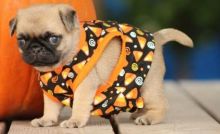 Beautiful Full Fawn Pugs Puppies Image eClassifieds4U