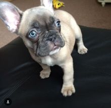 fawan French Bulldog puppies available Image eClassifieds4u 3