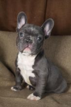 fawan French Bulldog puppies available Image eClassifieds4u 4