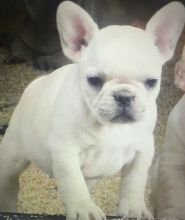 French Bulldog Both Male And Female Image eClassifieds4U